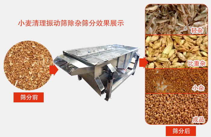 小麥清理振動篩小麥篩分效果展示圖可同時篩分出輕雜，比重雜，小雜，成品等四個等級。